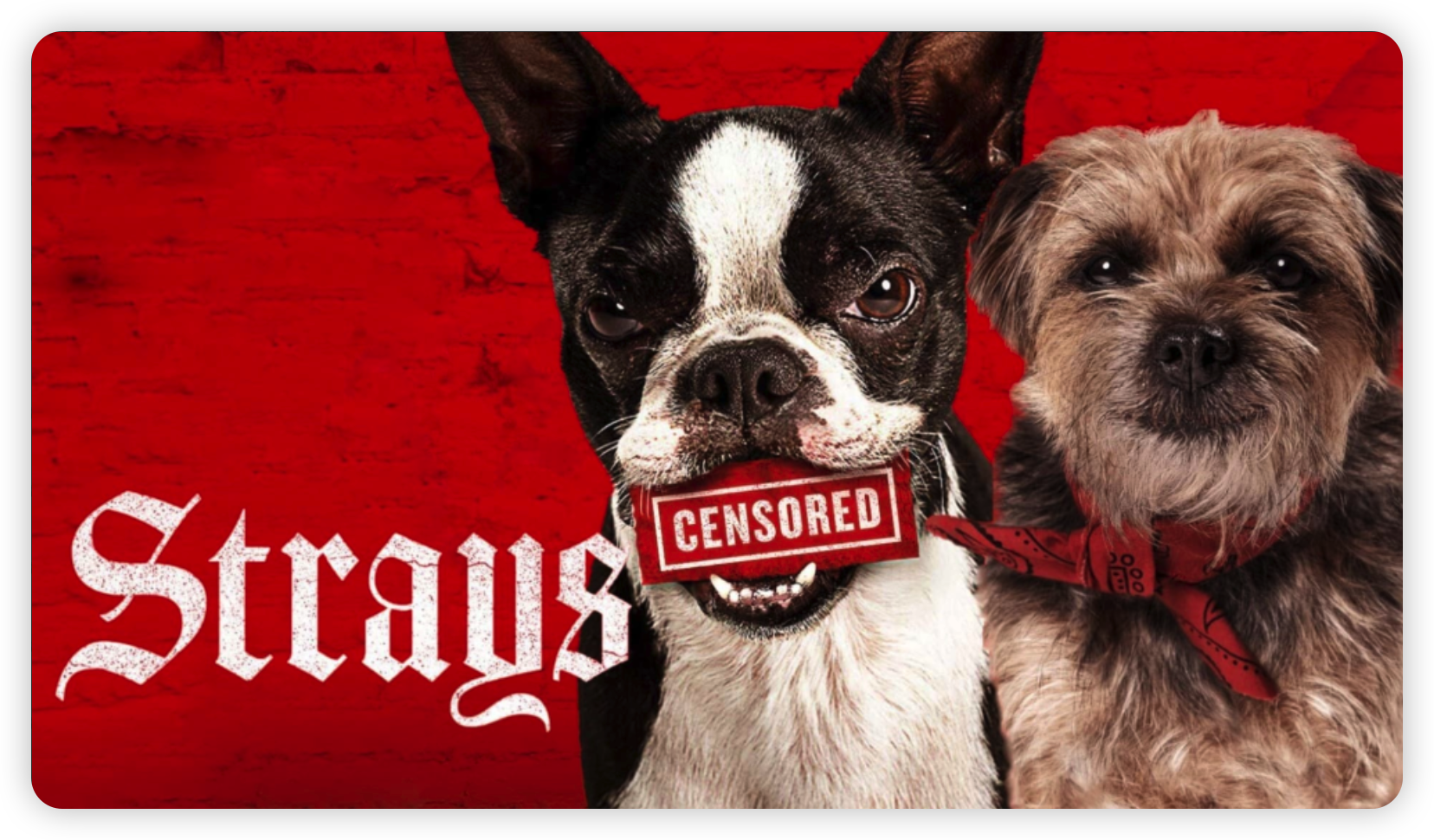 复仇狗联盟 Strays (2023)中字 4k 2160p